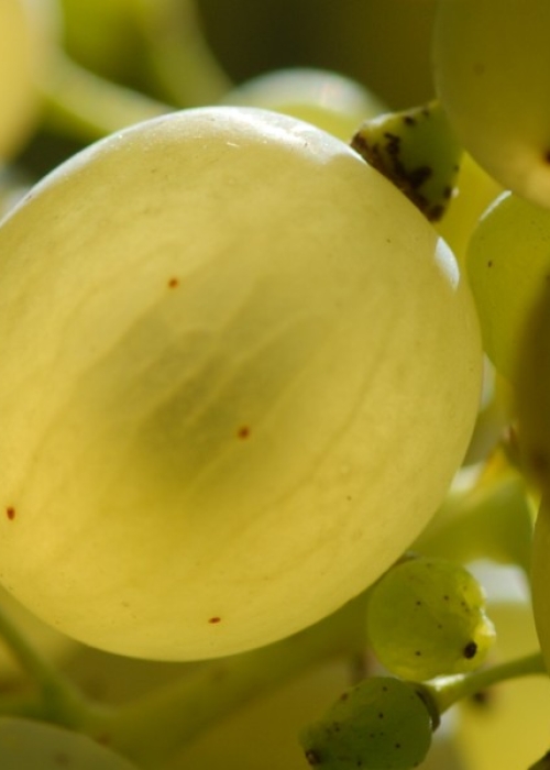 Kerner ANT 0981